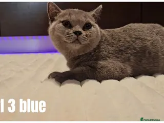 Scottish Fold cats 🐾 Beautiful Scottish Fold & British Shorthair - Advert 12