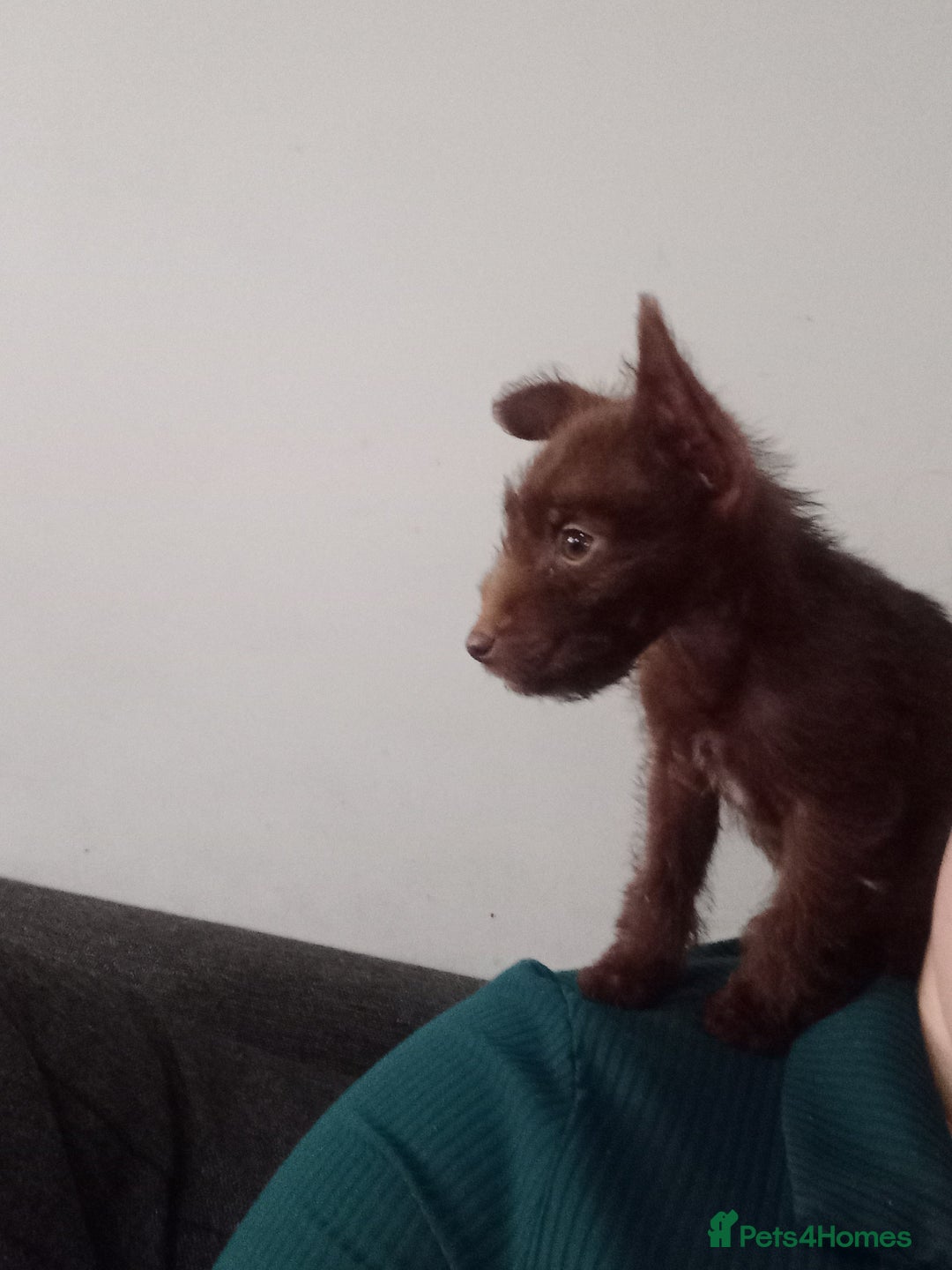 Patterdale Terrier dogs for sale: 15 week old Female Patterdale terriers puppies - Advert 7