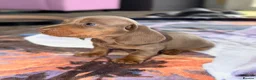 Miniature Dachshund dogs for sale: Beautiful miniature dachshund pups.  - Advert 20