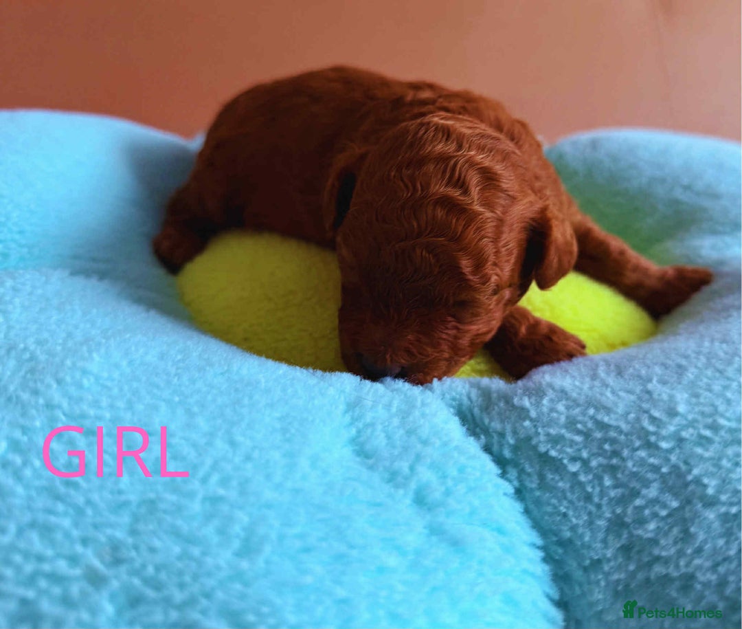 Maltipoo dogs for sale: Red mini maltipoo F1b puppies 😍💙💓 - Advert 2