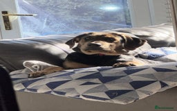 Mixed Breed dogs for sale: German shepherd x Labrador - Image 2