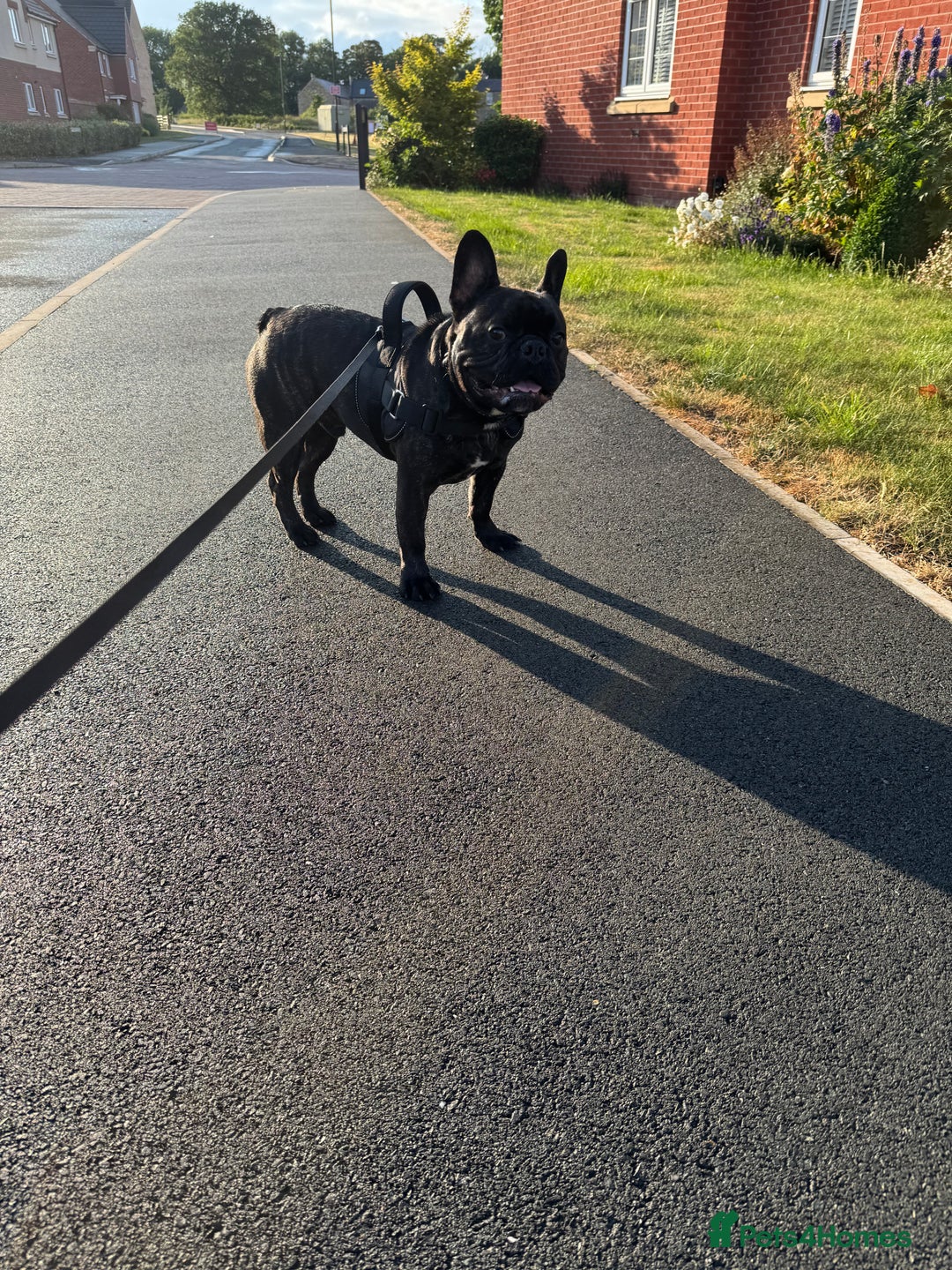 French Bulldog dogs for sale: One year old, male frenchie - Advert 5