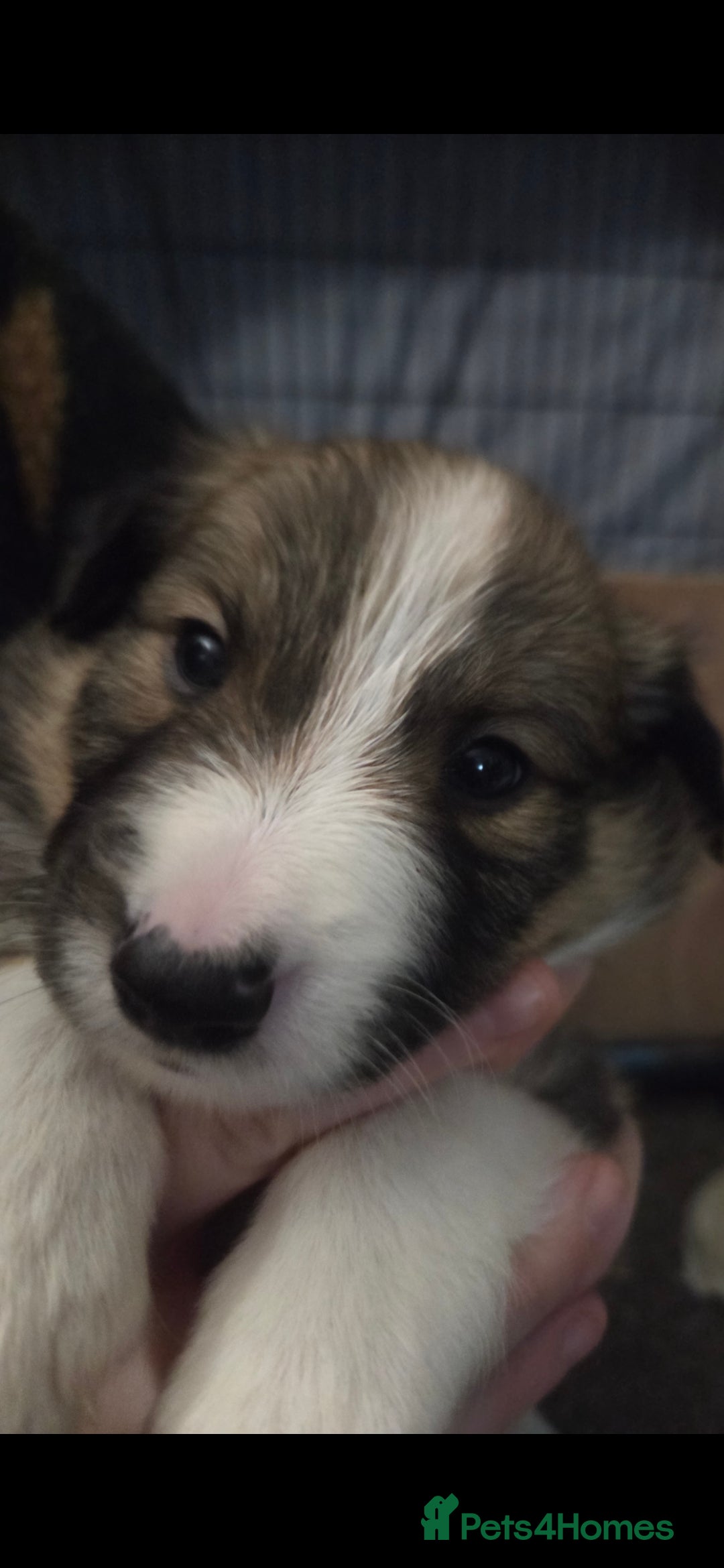 Border Collie dogs for sale: Beautiful tri colour border collie pups  - Advert 7