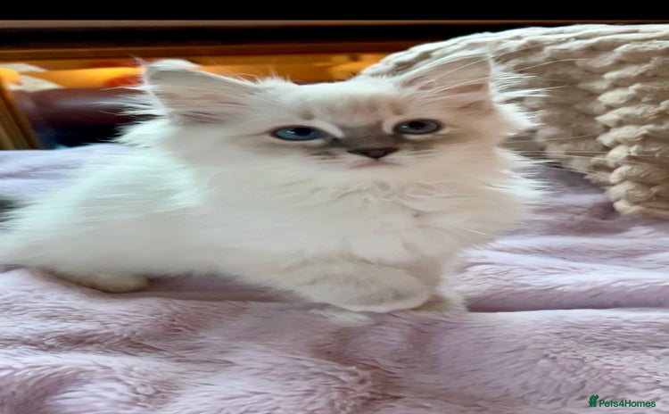 Ragdoll cats - Advert 15