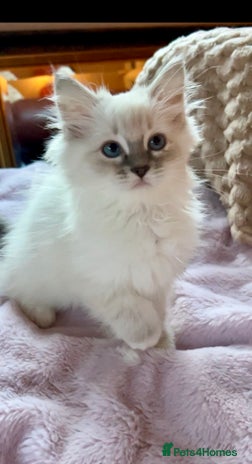 Ragdoll cats - Advert 15