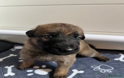 German Shepherd dogs for sale: READY GERMAN SHEPHERD PUPPIES 😍 - Image 3