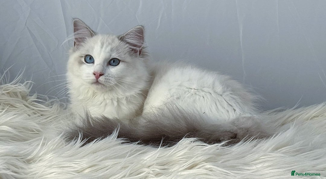 Ragdoll cats for sale: Playful Pedigree Ragdoll Kittens Available - Image 7