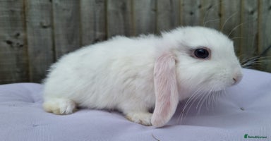 Mini Lop rabbits - Advert 11