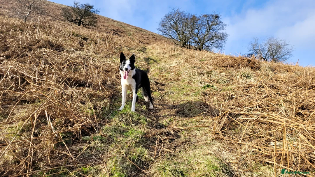 Border Collie dogs for stud: Milo for stud (PROVEN) in Chesterfield - Advert 29