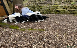 Old English Sheepdog dogs for stud: Old English Sheepdog KC registered for stud in Pontefract - Image 4