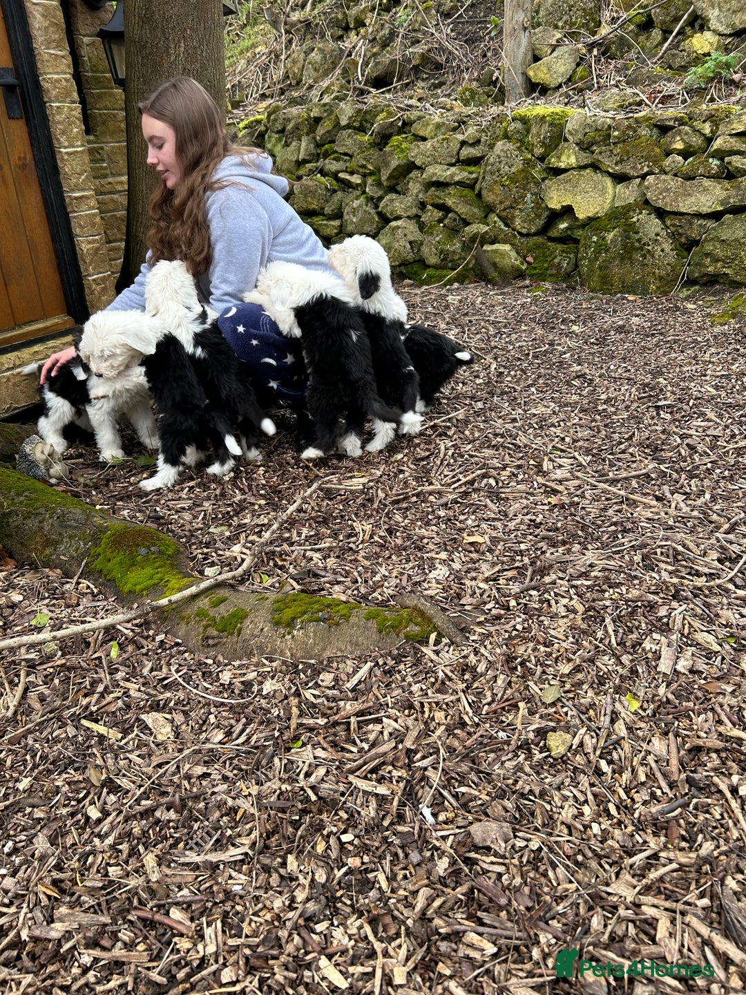 Old English Sheepdog dogs for stud: Old English Sheepdog KC registered for stud in Pontefract - Image 4