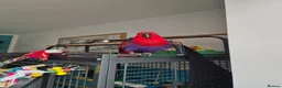Parrots birds for sale: Eclectus parrot female 8 months old nearly in Preston - Advert 6