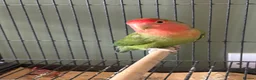 Lovebirds birds for sale: Lovebird bonded pair and a solo for rehome - Advert 2