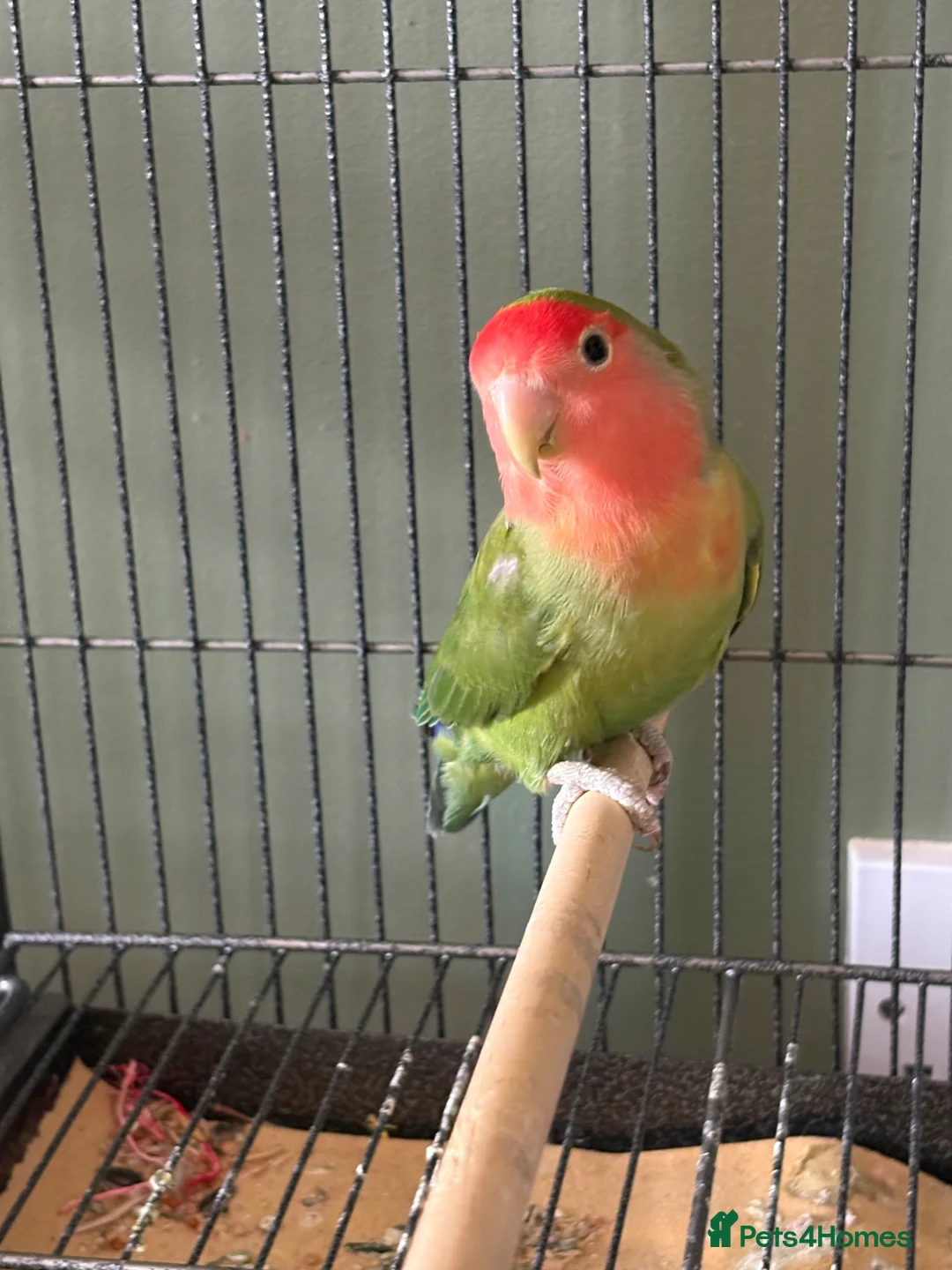 Lovebirds birds for sale: Lovebird bonded pair and a solo for rehome - Advert 2