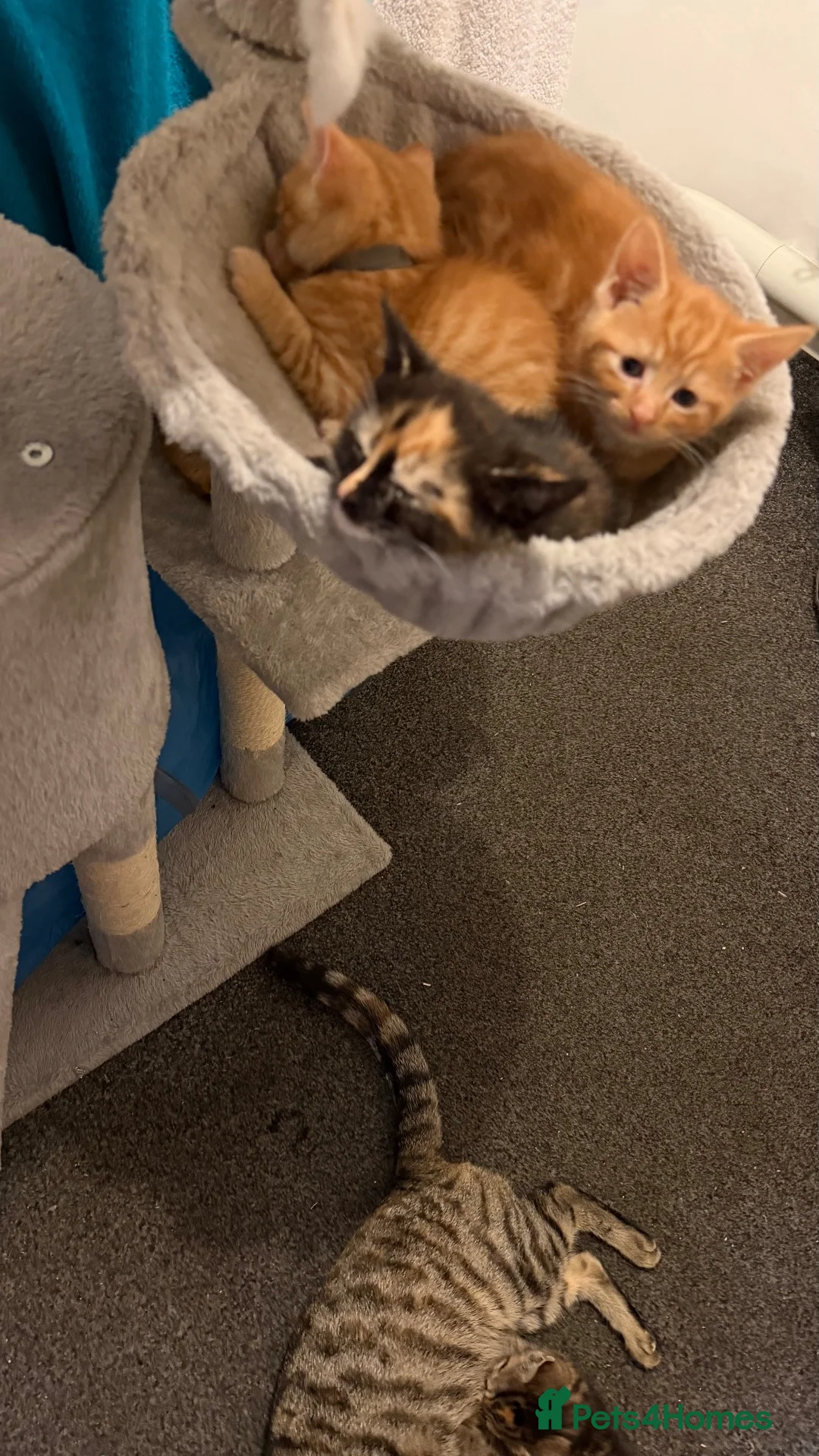 Mixed Breed cats for sale: 2 stunning mixed breed kittens  - Advert 2