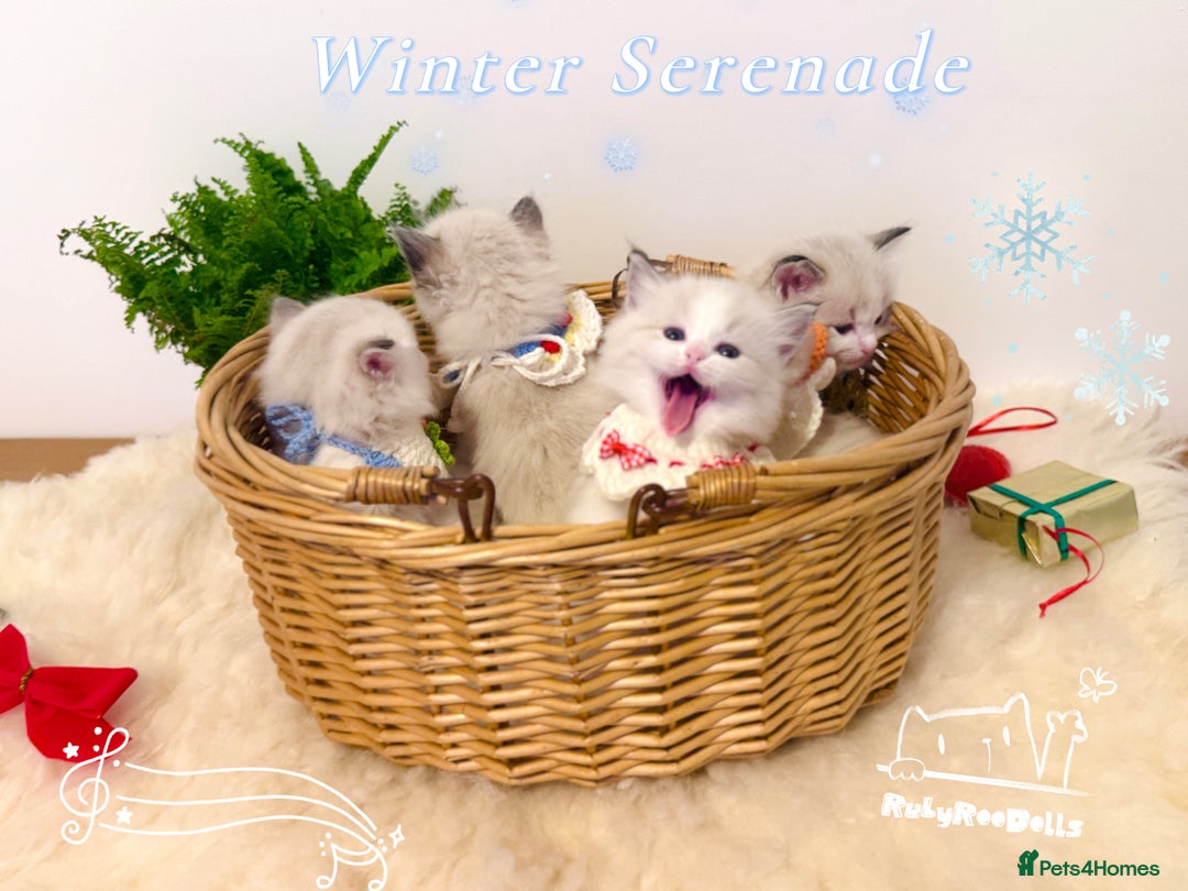 Ragdoll cats for sale: 🌟DNA Test🏆GCCF/TICA Championship Ragdoll Kitten - Advert 2