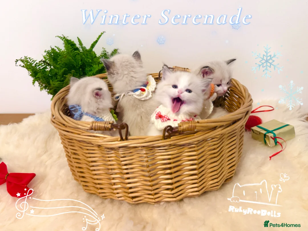 Ragdoll cats for sale: 🌟Waiting List Open🏆GCCF/TICA DNA Tested Ragdoll  - Advert 2