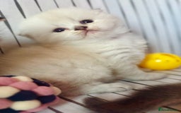 Scottish Fold cats for sale: 🌟🌟🌟🌟🌟Pedigree Scottish Fold Kittens - Image 10