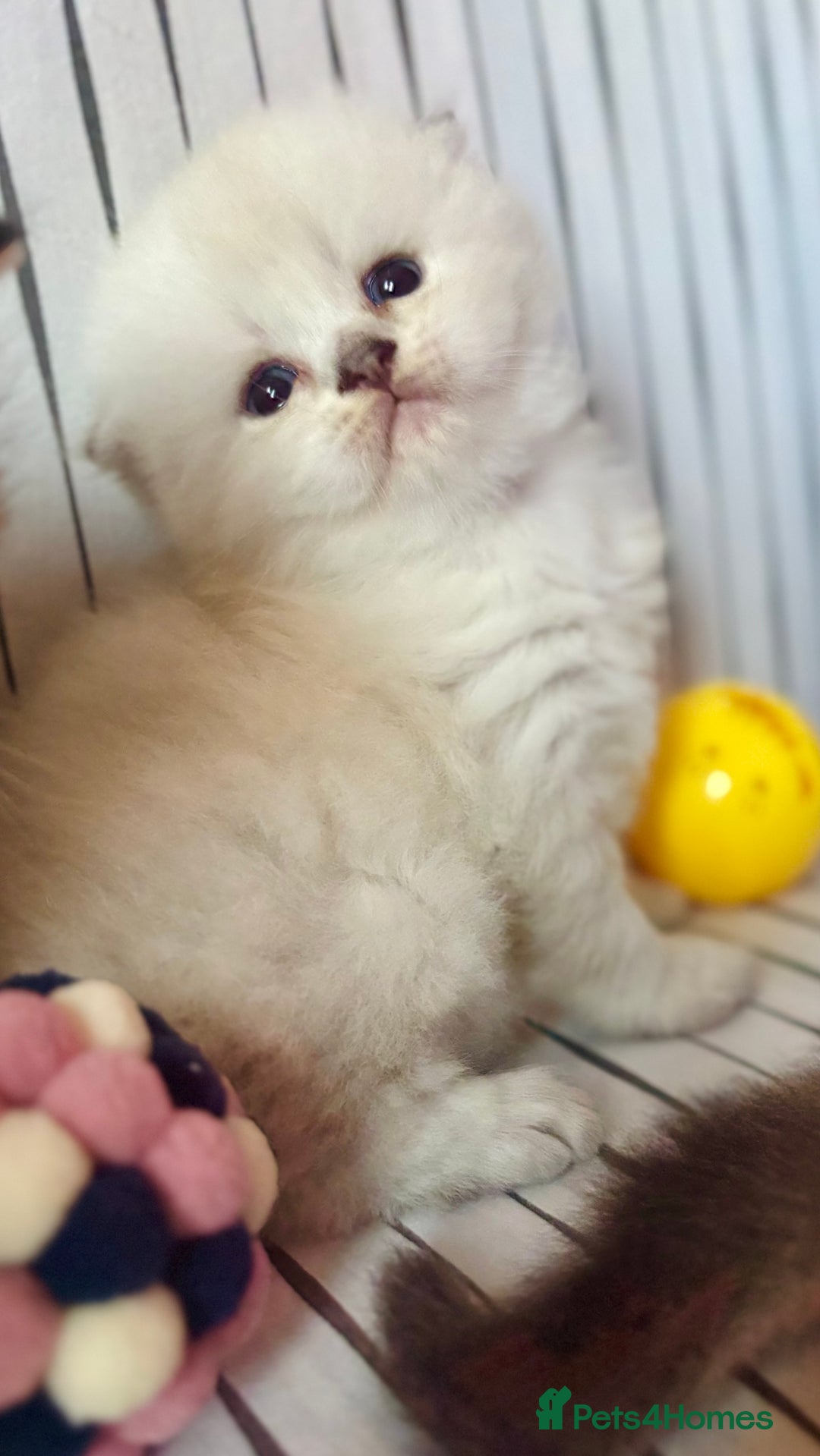 Scottish Fold cats for sale: 🌟🌟🌟🌟🌟Pedigree Scottish Fold Kittens - Image 10