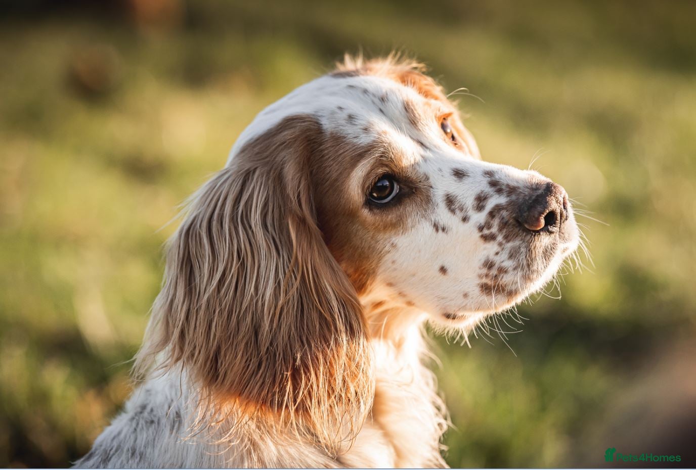 Cocker Spaniel dogs DNA health tested Cocker spaniel stud dog Smudge  in Pershore - Advert 7