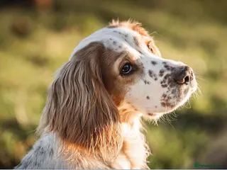 Cocker Spaniel dogs for stud: DNA health tested Cocker spaniel stud dog Smudge in Pershore - Advert 4