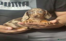 Miniature Dachshund dogs for sale: Miniature Dachshund Puppies - Image 1