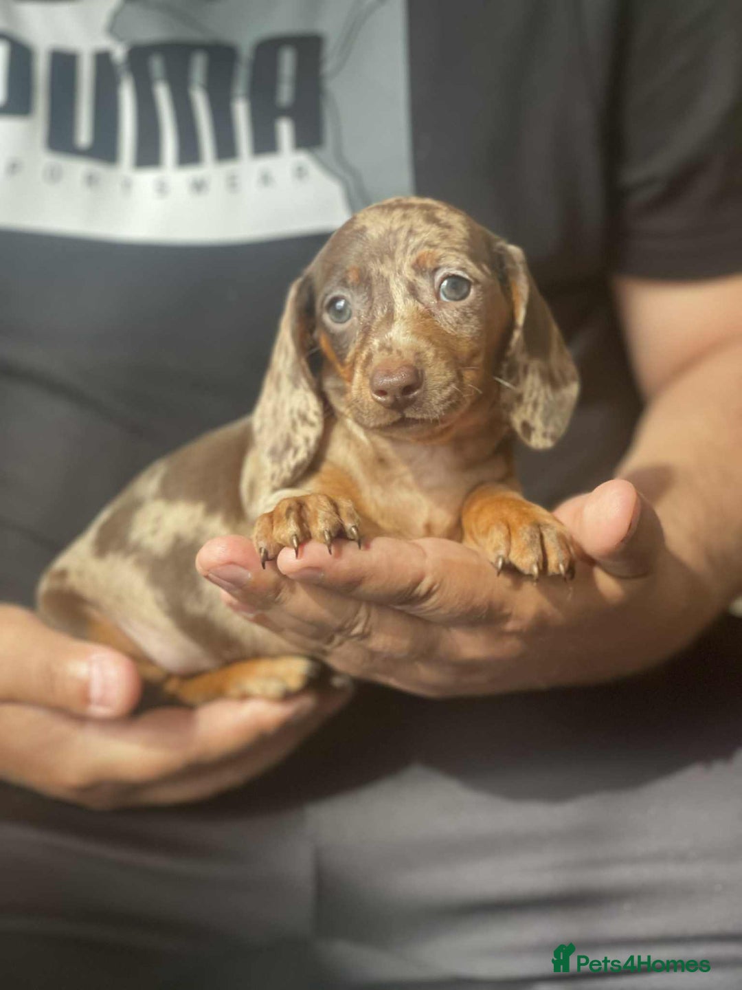 Miniature Dachshund dogs for sale: Miniature Dachshund Puppies - Image 1