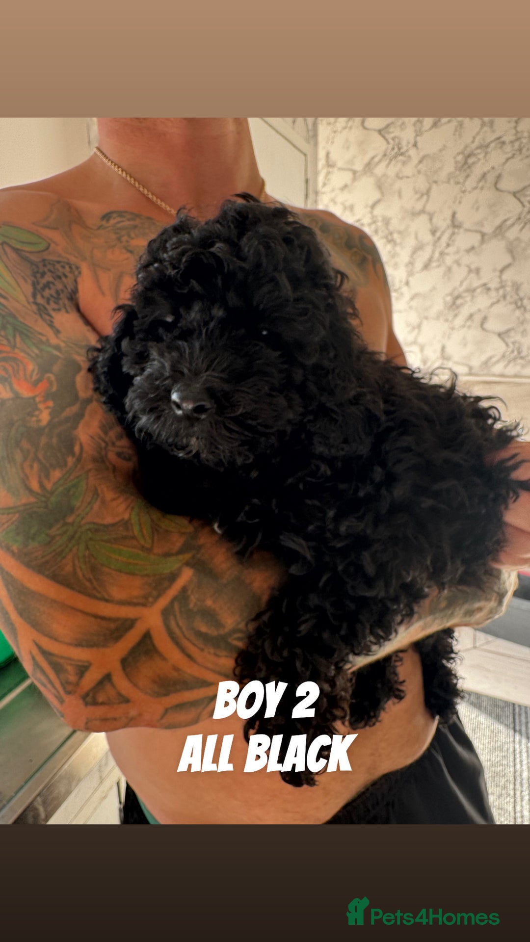Toy Poodle dogs for sale: 5 True Traditional Toy Poodle Boys 💙 READY TODAY! - Image 4