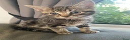 Bengal cats for sale: Gorgeous Bengal/khao manee kittens  - Advert 12
