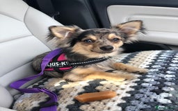 Chihuahua dogs for sale: Long coated Chihuahua adults rehome  - Image 5