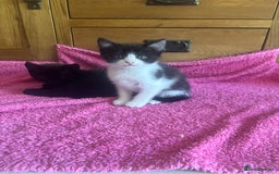 Mixed Breed cats for sale: Ready!!!! Mixed British shorthair kittens - Image 8