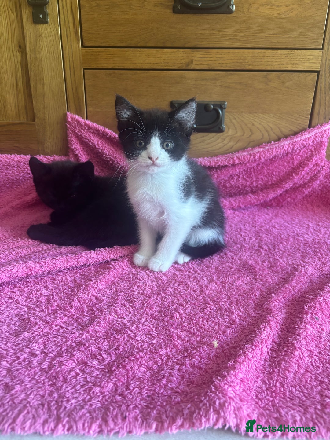 Mixed Breed cats for sale: Ready!!!! Mixed British shorthair kittens - Image 8