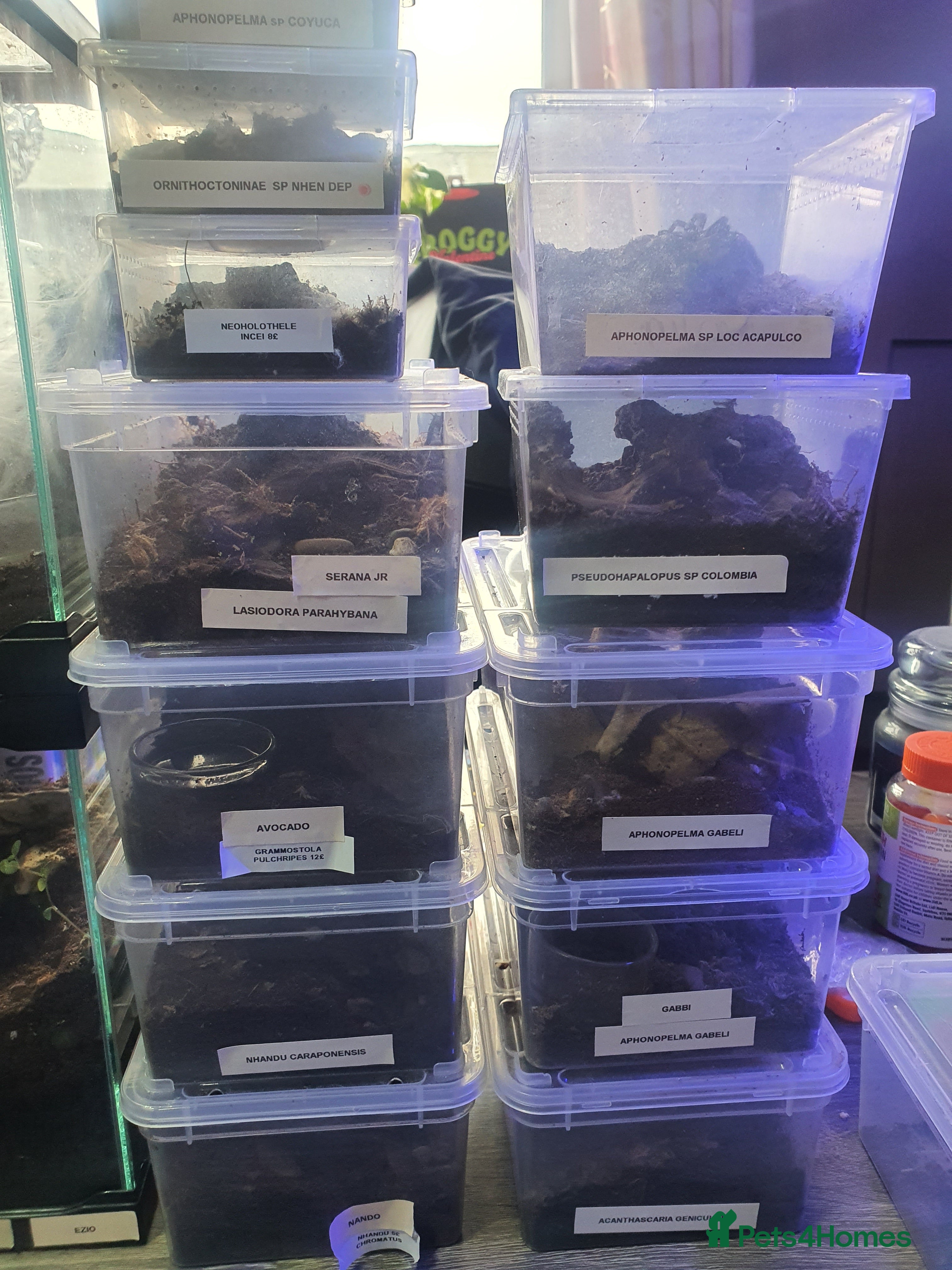 Tarantulas invertebrates Various Tarantulas for sale - Advert 6
