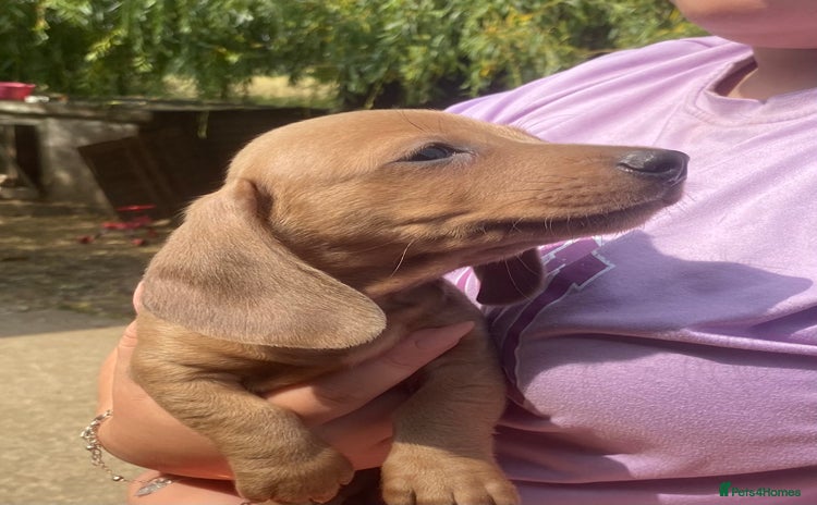 Miniature Dachshund dogs - Advert 5