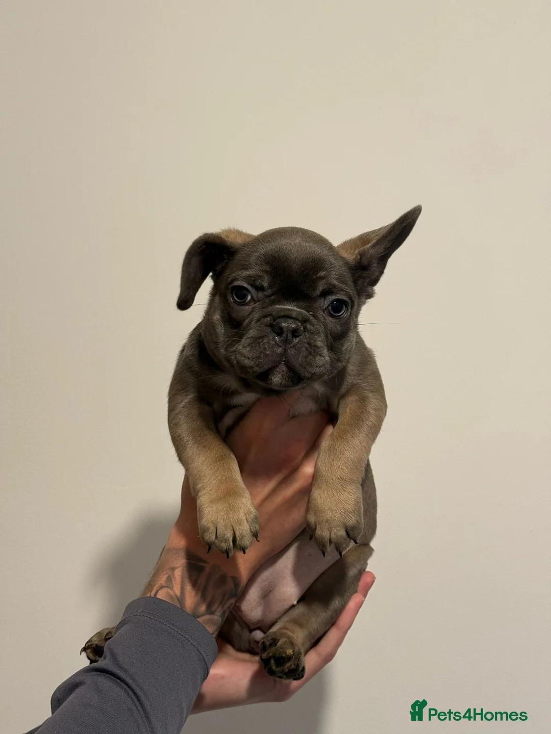 French Bulldog dogs for sale: French bulldogs  - Advert 8