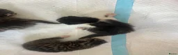 Mixed Breed cats for sale: Mixed short haired British blue kittens in Ware - Advert 9