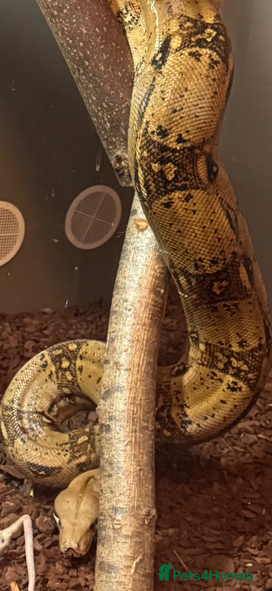 Boa Snake reptiles for sale: Male common boa - Advert 1