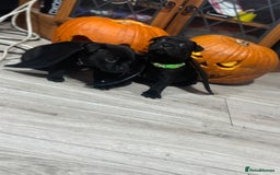 Staffordshire Bull Terrier dogs for sale: Staffys Puppies   25+ Champions ( Show Quality ) - Advert 6