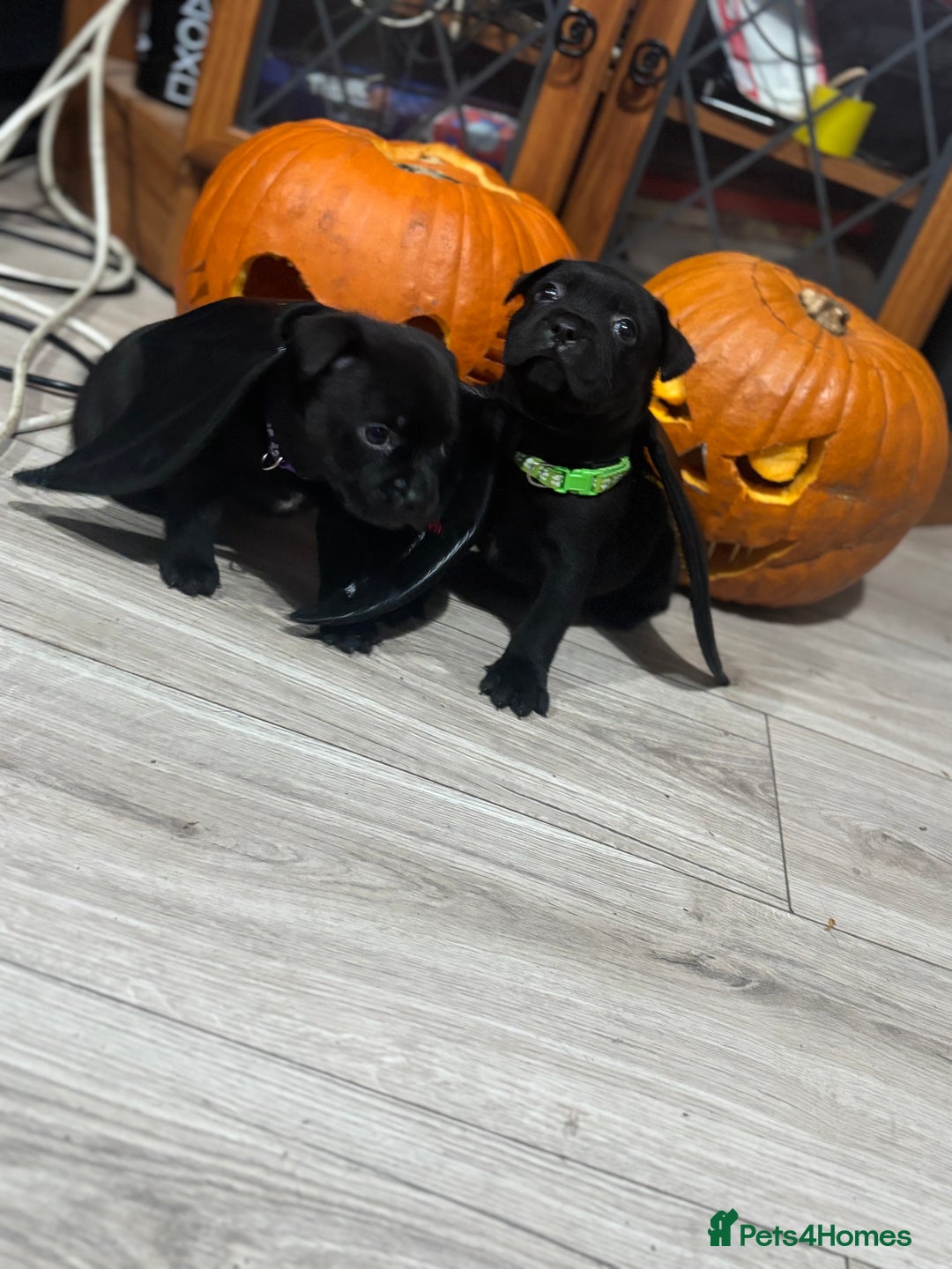 Staffordshire Bull Terrier dogs for sale: Staffys Puppies   25+ Champions ( Show Quality ) - Advert 6