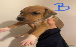 Staffordshire Bull Terrier dogs for sale: Staffordshire Bull Terrier puppies  - Image 2