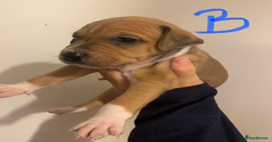 Staffordshire Bull Terrier dogs - Advert 5