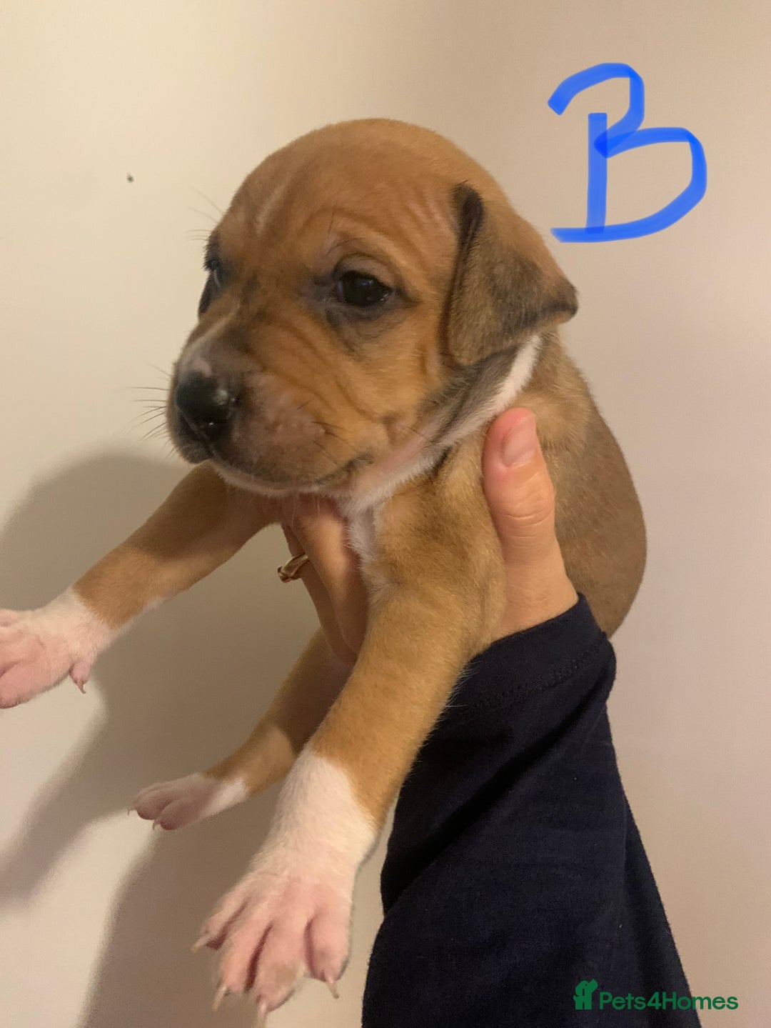 Staffordshire Bull Terrier dogs for sale: Staffordshire Bull Terrier puppies  - Image 2