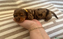 Miniature Dachshund dogs for sale: Beautiful Miniature dachshunds🐶🤎 - Advert 5