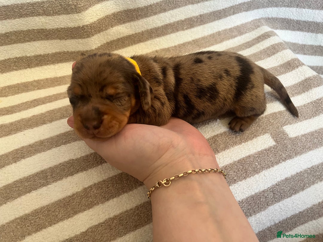 Miniature Dachshund dogs for sale: Beautiful Miniature dachshunds🐶🤎 - Advert 5
