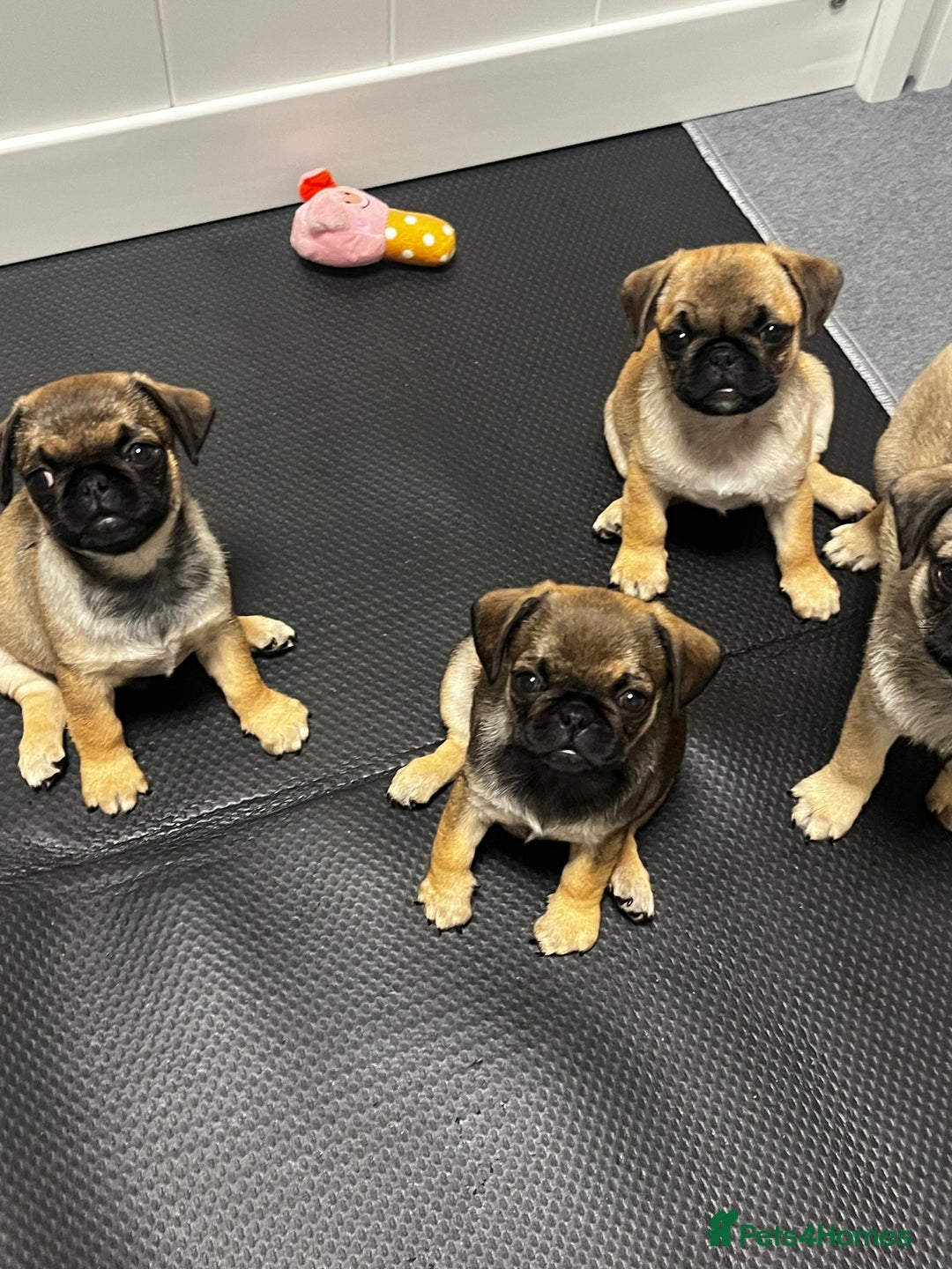 Pug dogs for sale: Full panda pugs - Image 10