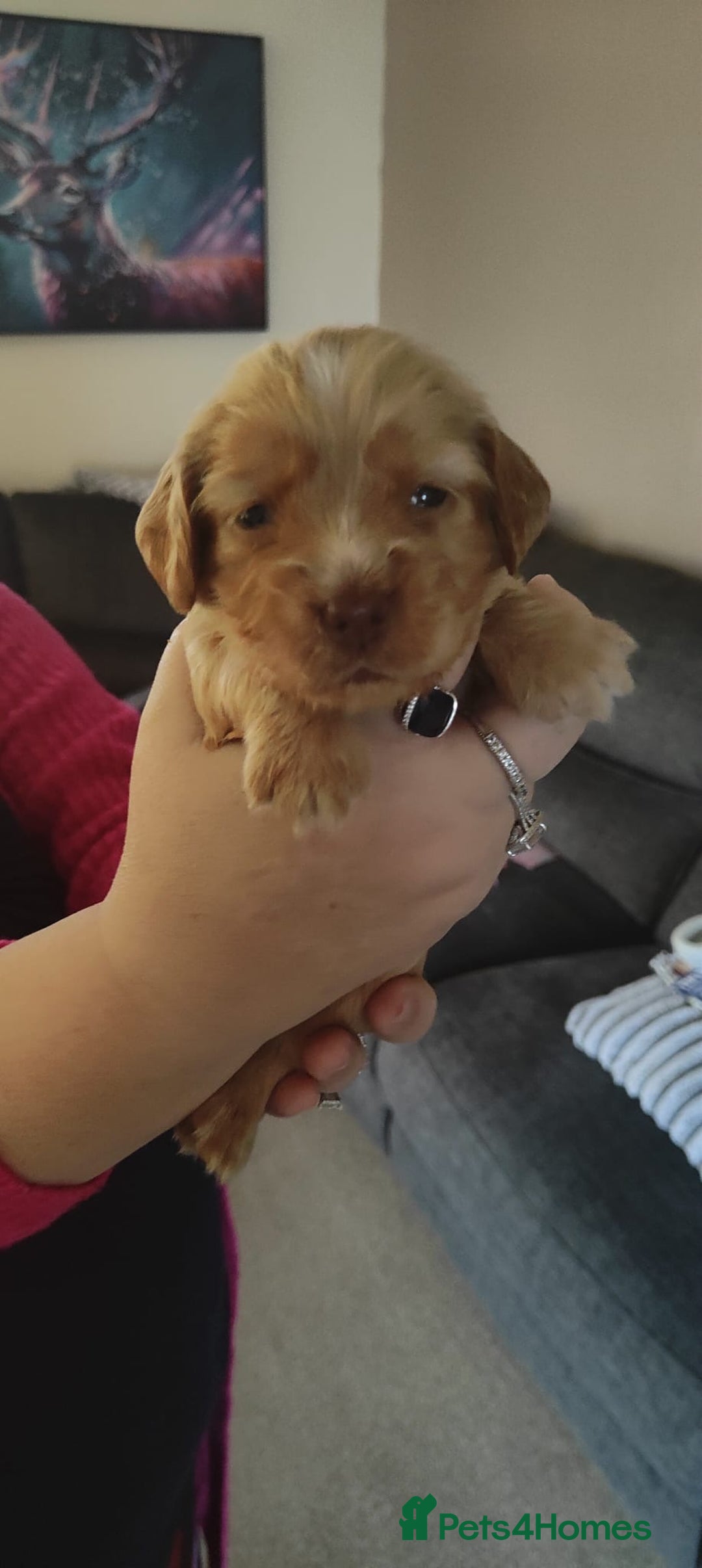 Cocker Spaniel dogs for sale: Gorgeous Cocker Spaniel pups  - Advert 11