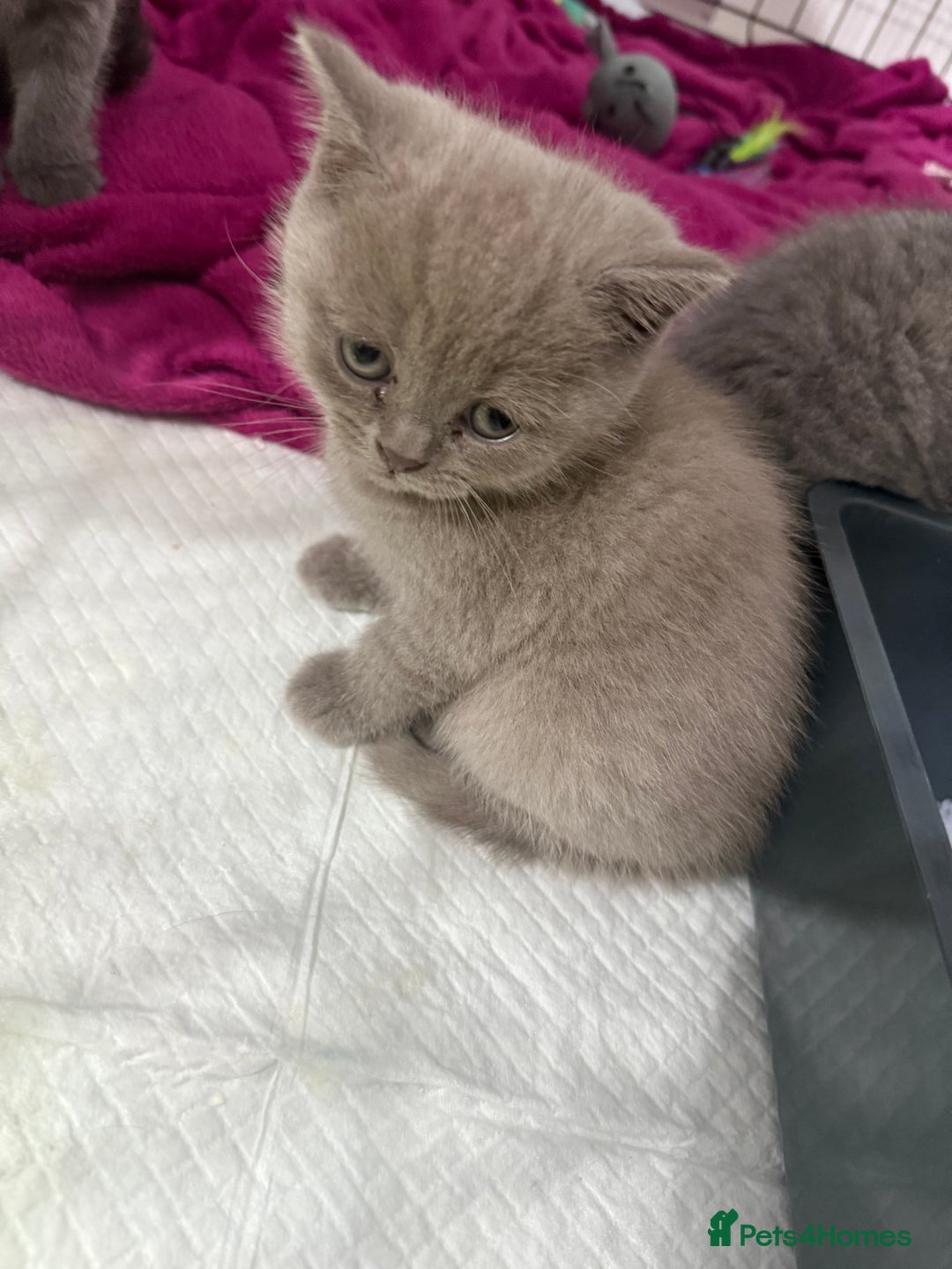 British Shorthair cats for sale: British blue shorthair in Bradford - Image 13