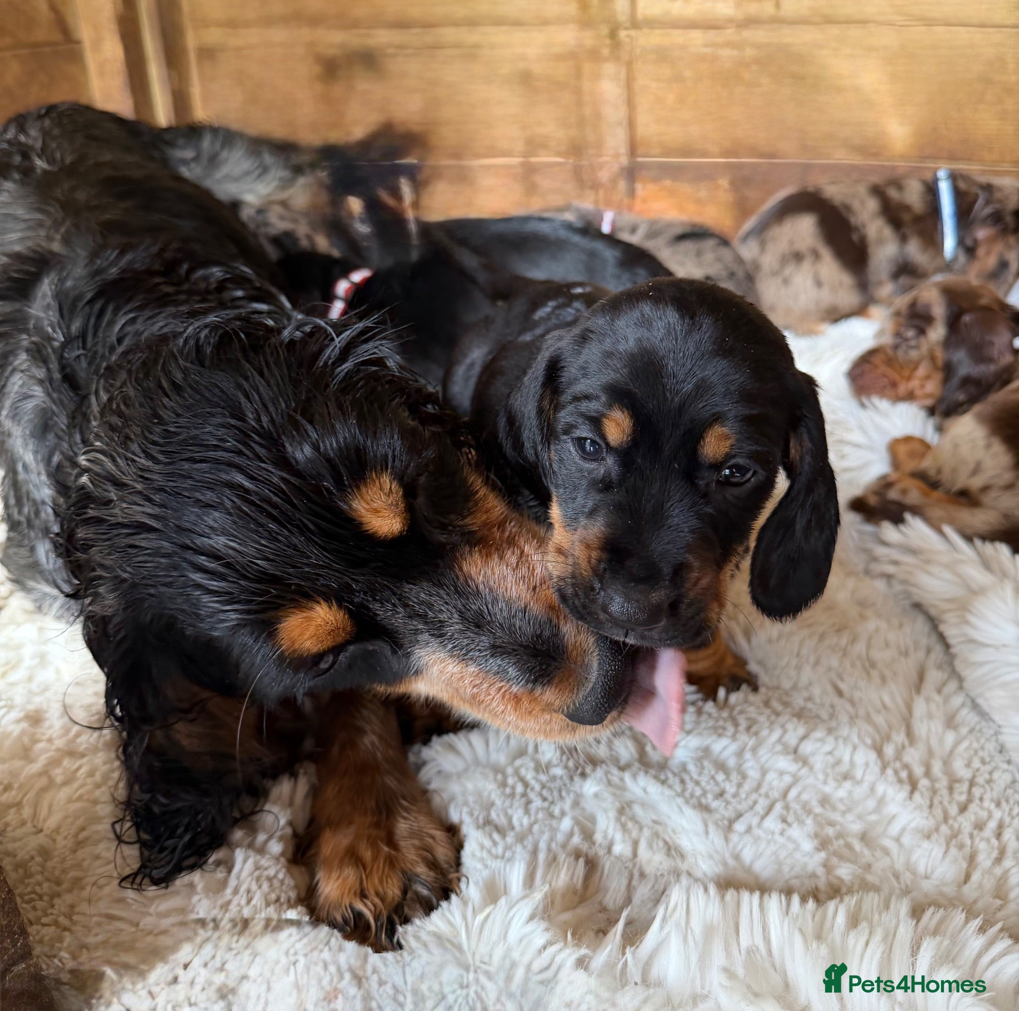 Mixed Breed dogs Beautiful litter of docker puppies chocolate:silve - Advert 2