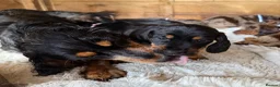 Mixed Breed dogs for sale: Beautiful litter of docker puppies chocolate:silve - Advert 2