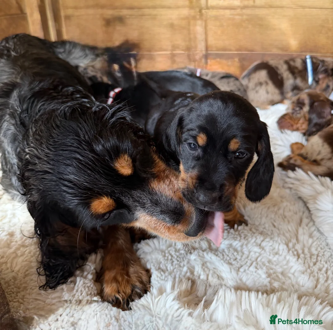 Mixed Breed dogs for sale: Beautiful litter of docker puppies chocolate:silve - Advert 2